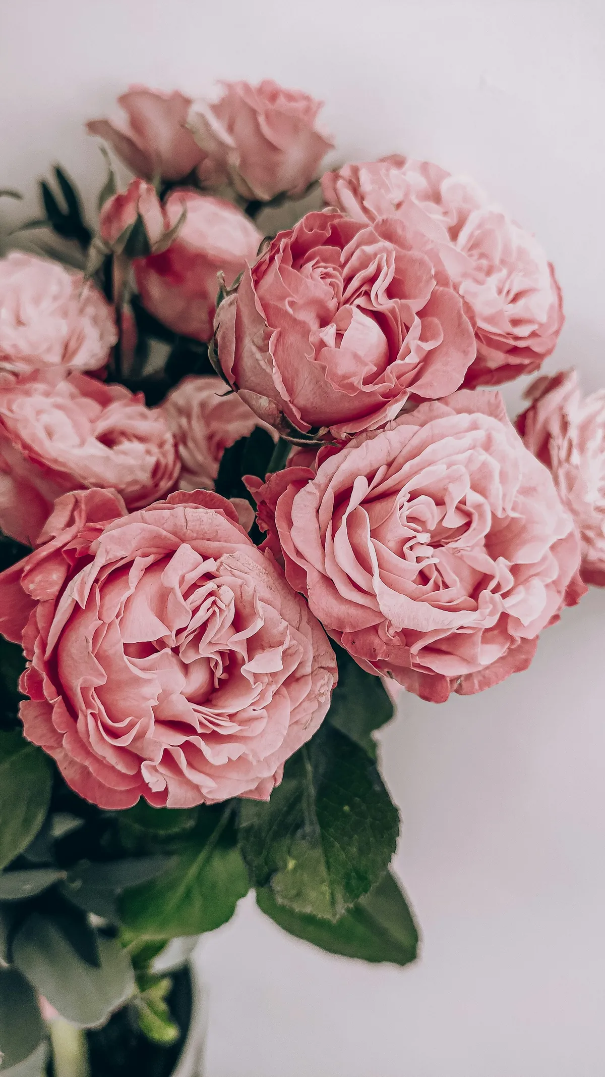 The soft folds and natural texture of dusty pink rose petals